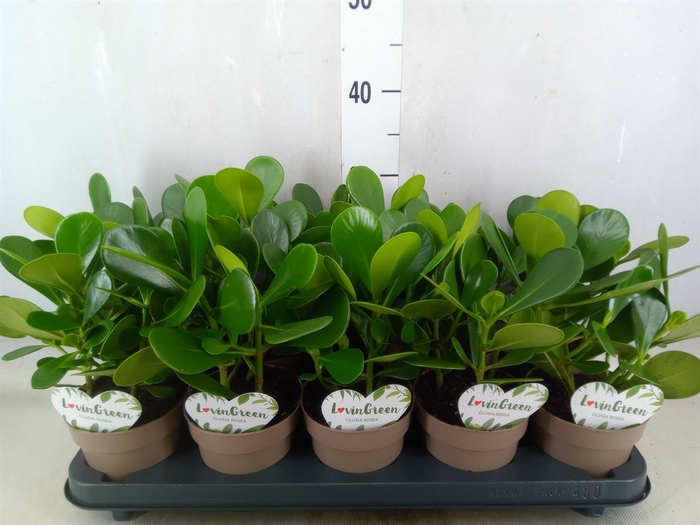 <h4>Clusia rosea</h4>