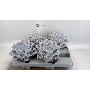Echeveria   ...