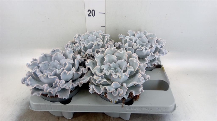 <h4>Echeveria   ...</h4>