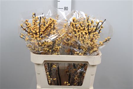 <h4>Ilex Ve Mag Citronella</h4>