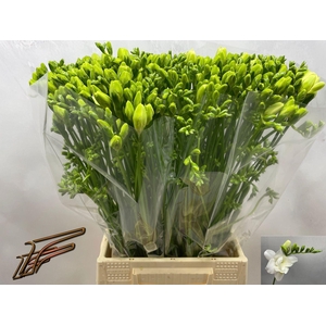 Freesia du Volante