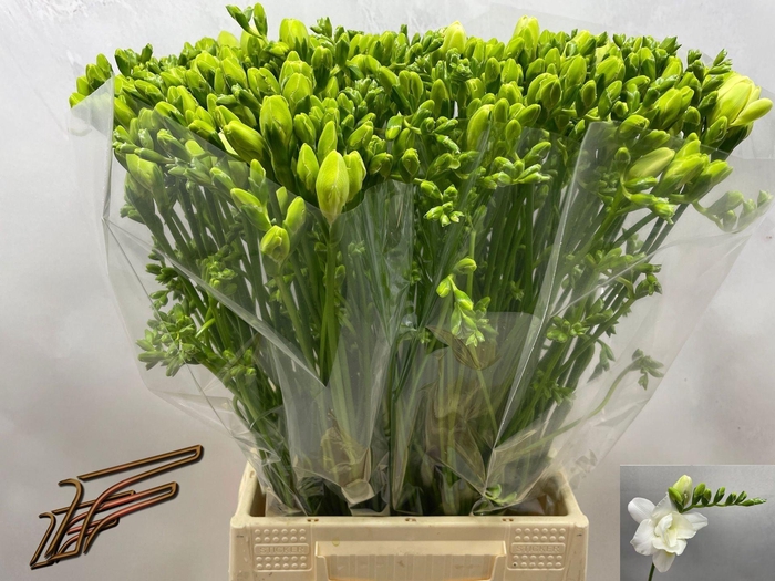 <h4>Freesia du Volante</h4>