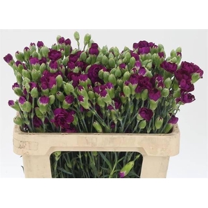 DI TR KINGFISH SPECI