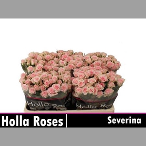 R Tr Severina