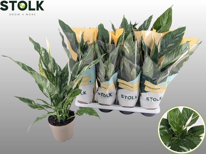 <h4>SPATH DIAMOND</h4>