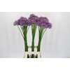 Allium Gladiator
