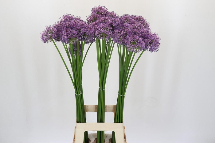 <h4>Allium Gladiator</h4>