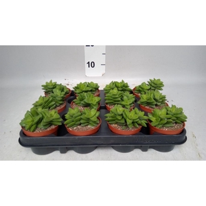 Crassula   ...