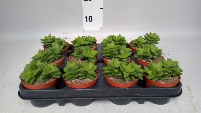 <h4>Crassula   ...</h4>
