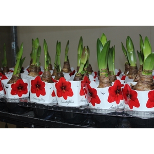 AMARYLLIS P14