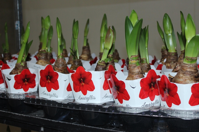 <h4>AMARYLLIS P14</h4>