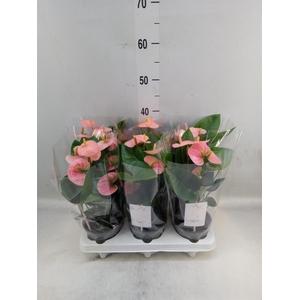 Anthurium andr. 'Spirit'