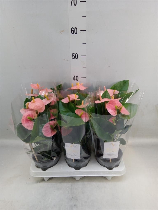 <h4>Anthurium andr. 'Spirit'</h4>