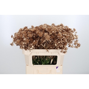 Astrantia Kl Bh Antiek Goud