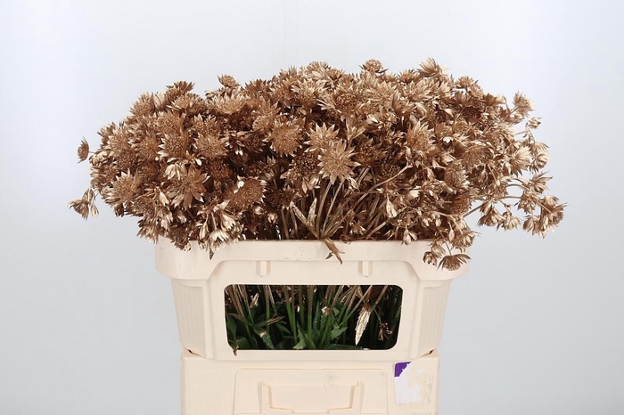 <h4>Astrantia Kl Bh Antiek Goud</h4>