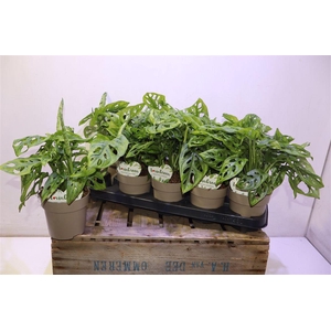 arr8 Monstera Adansonii