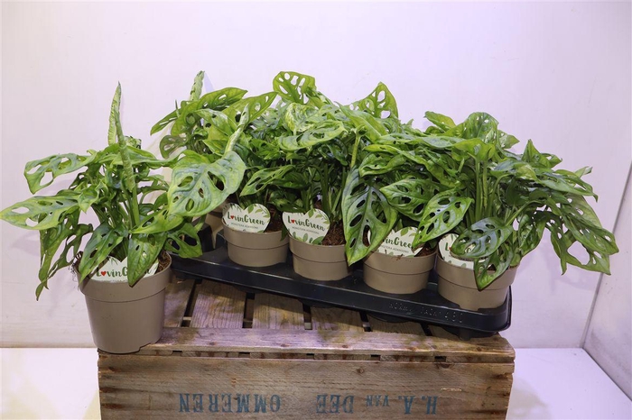 <h4>arr8 Monstera Adansonii</h4>