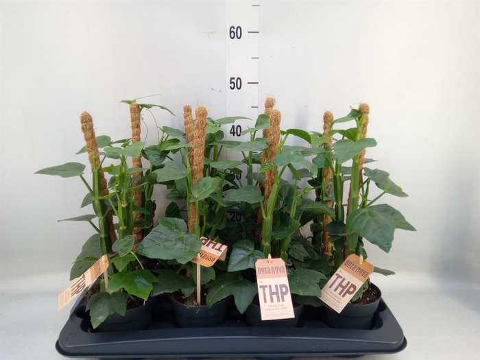 <h4>Cissus   ...</h4>