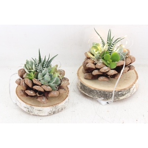 arr3 AD - Dennenappel schijf LED