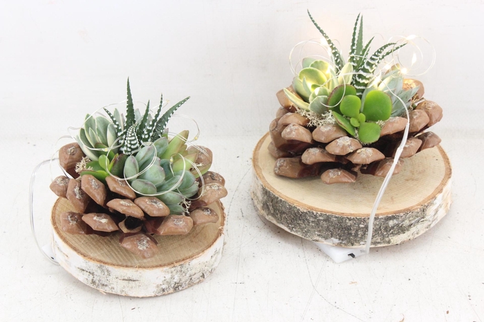 <h4>arr3 AD - Dennenappel schijf LED</h4>