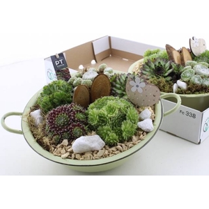 ARR SEMPERVIVUM