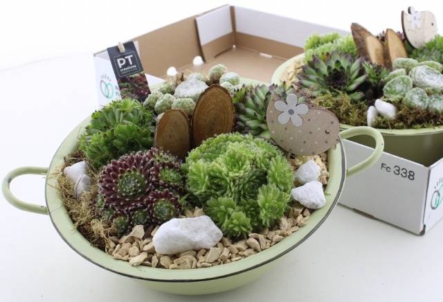 <h4>ARR SEMPERVIVUM</h4>