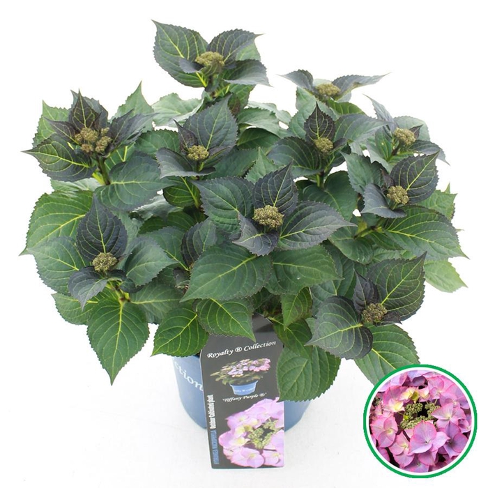 <h4>Hydrangea teller Royalty® 'Tiffany'® Paars C3.5 (20cm.) Kn.</h4>