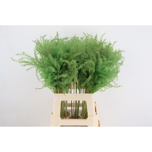 DF Miscanthus 70cm Apple Green