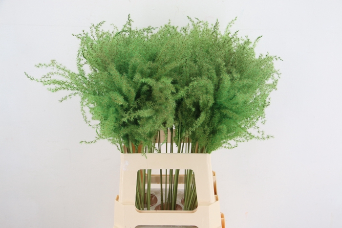 <h4>DF Miscanthus 70cm Apple Green</h4>