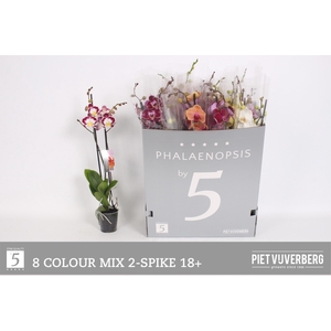 PHAL GEM 8 KL