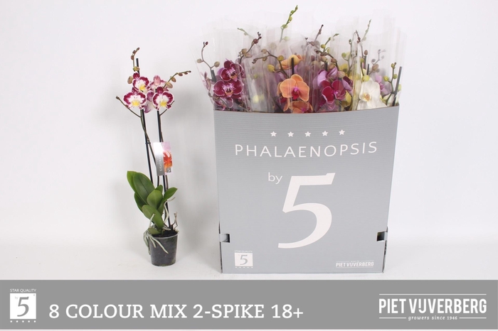 <h4>PHAL GEM 8 KL</h4>