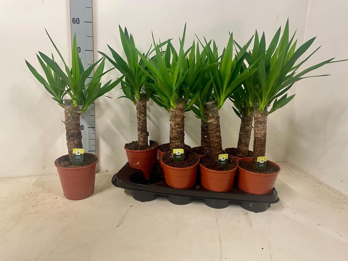 <h4>YUC ELEPHANTIPES</h4>