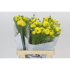 Ranunculus Butterfly Phytalos