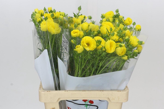 <h4>Ranunculus Butterfly Phytalos</h4>