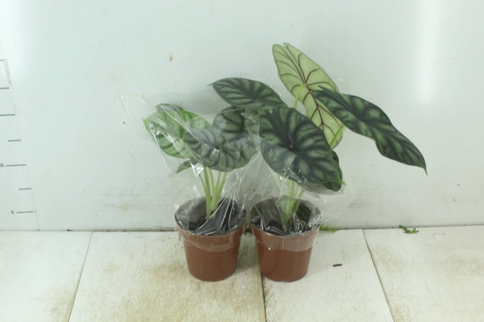 <h4>ALOCASIA P12</h4>