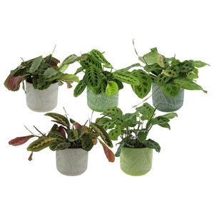 Maranta leuconeura overig