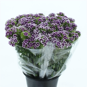 Di Barb White Purple Super