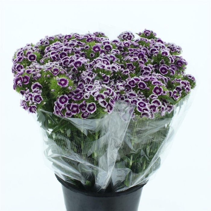 <h4>Di Barb White Purple Super</h4>