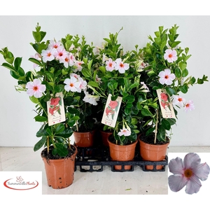 MANDE SUN EARL CREAM