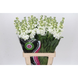 Matthiola Iron White