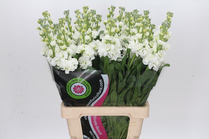 <h4>Matthiola Iron White</h4>