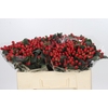 Hypericum True Romance