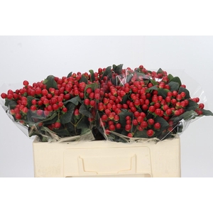 Hypericum True Romance