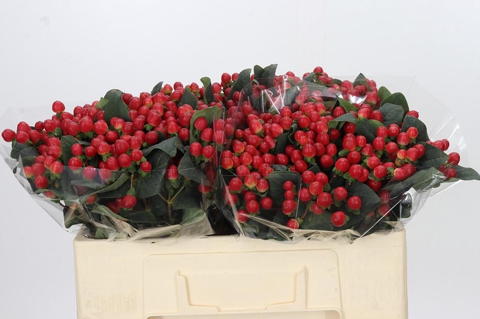 Hypericum True Romance
