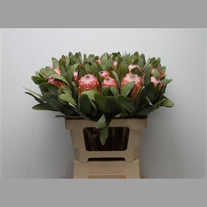 Protea Susara