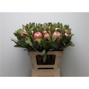 Protea Susara