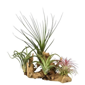 Arrangementen Tillandsia 6%
