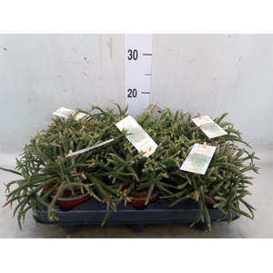 Rhipsalis baccifera subsp. horrida