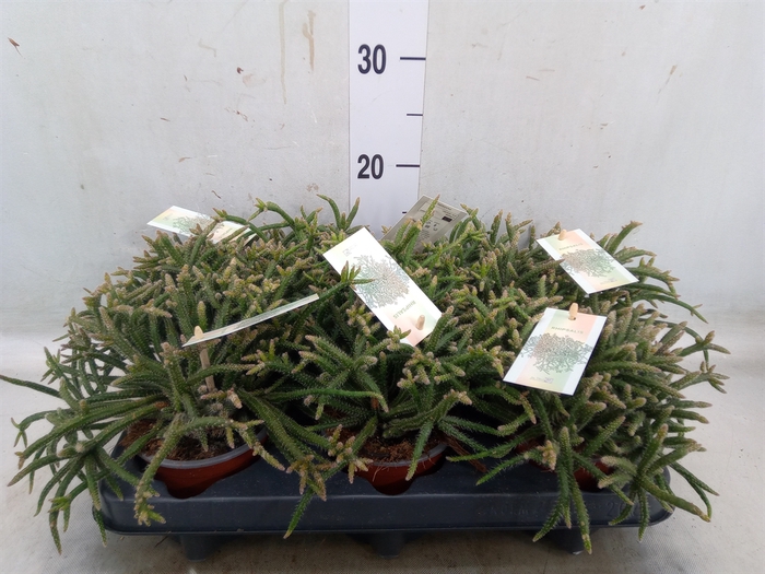 <h4>Rhipsalis baccifera subsp. horrida</h4>
