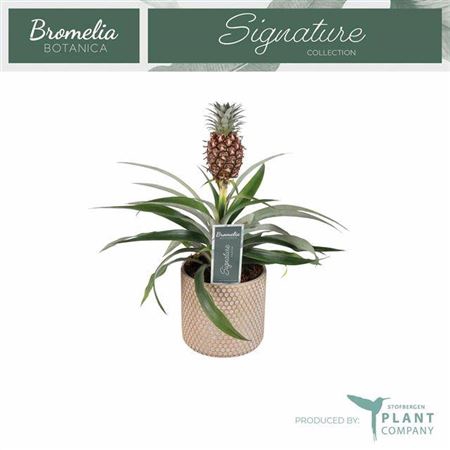 <h4>Ananas Rosita Betonpot</h4>